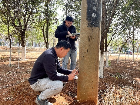 电线杆长度及埋深检测技术方案